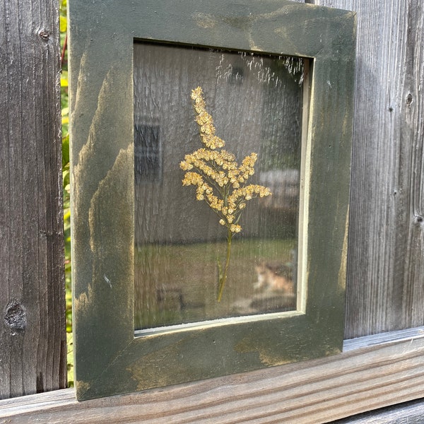 Solidago Flower Pressed in Handmade 5x7 Frame