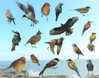 Realistic Colourful Bird Window Clings – 17 Reusable Static Stickers, Double-Sided No Mess Design