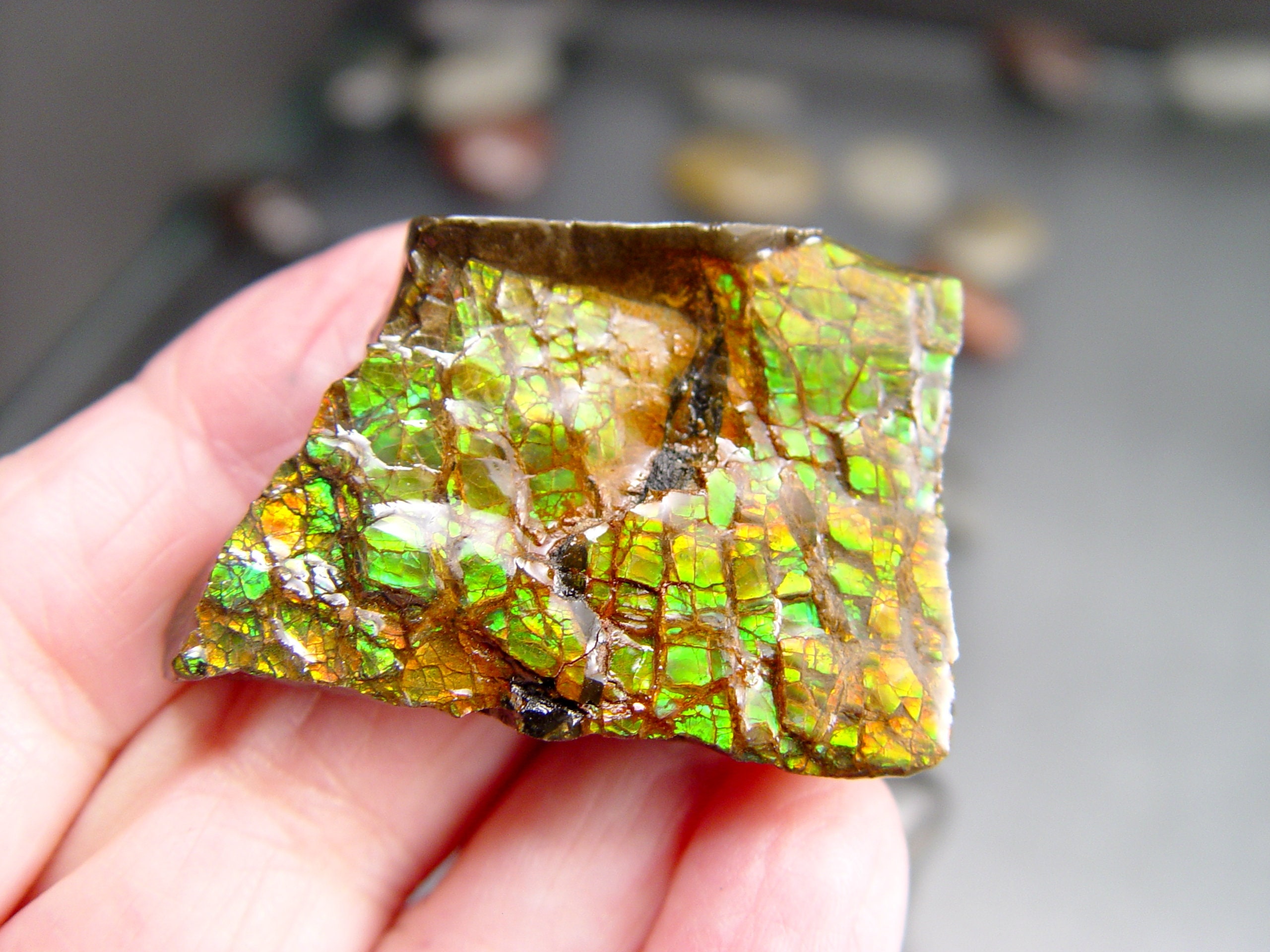 Imperial AMMOLITE OPALIZED Large Fossil Gemstone Rainbow Gem Etsy.de