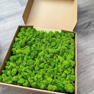 Moss Tile Self Adhesive Moss Wall Decor Preserved Moss Stabilised Moss Scandinavian Moss