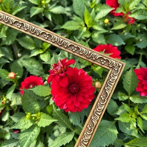 May include: An ornate, metallic gold picture frame with a raised, repeating decorative pattern along its edges. The frame is positioned diagonally across a vibrant background of deep red dahlia flowers and lush green foliage.