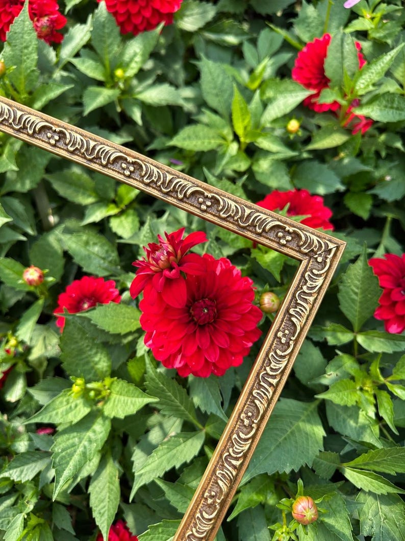 May include: An ornate, metallic gold picture frame with a raised, repeating decorative pattern along its edges. The frame is positioned diagonally across a vibrant background of deep red dahlia flowers and lush green foliage.