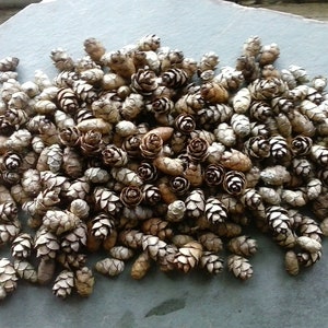 100 Hemlock Tree Mini Pine Cones Seeds - Miniatures - Small Pinecones - Uses: crafting, weddings, wreaths, ornaments, faerie abodes, & more!