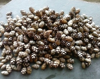 100 Hemlock Tree Mini Pine Cones Seeds - Miniatures - Small Pinecones - Uses: crafting, weddings, wreaths, ornaments, faerie abodes, & more!