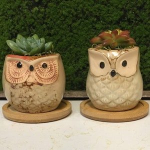 Mini Owl Succulent Planter With Live Succulent - Brown