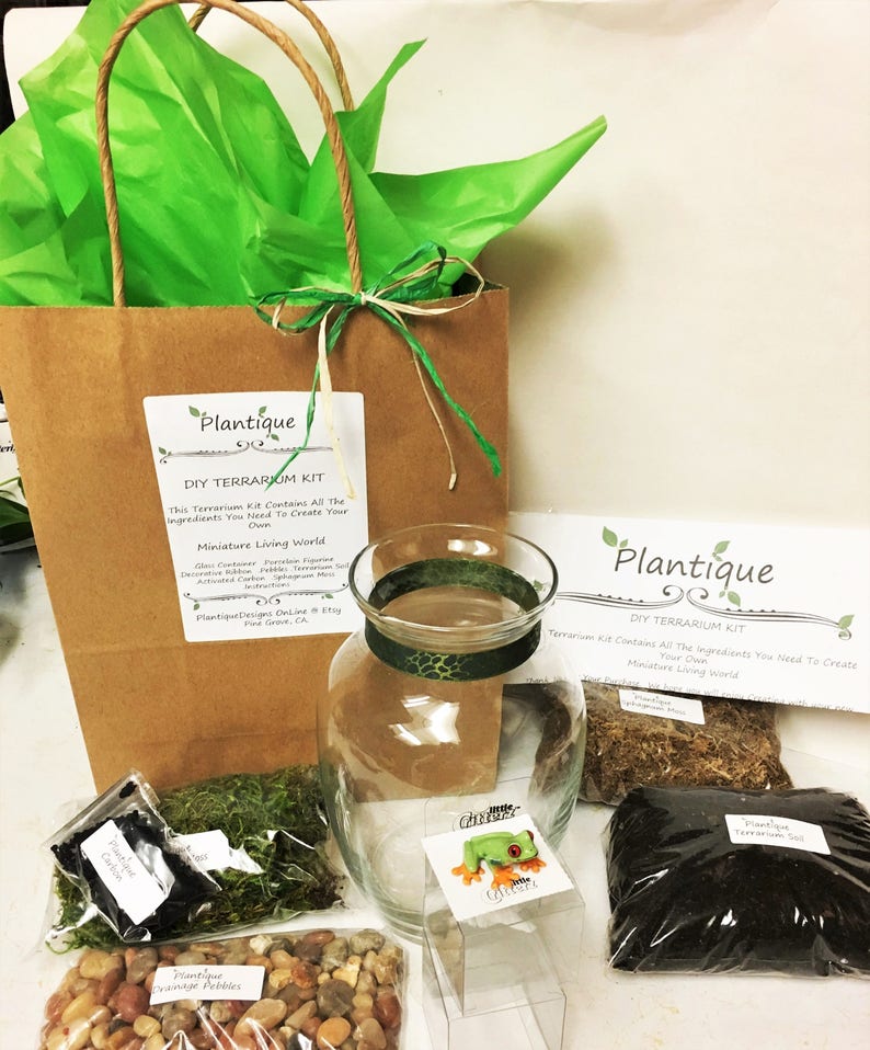 DIY Miniature Redeyed Tree Frog Terrarium Kit Everything You Etsy