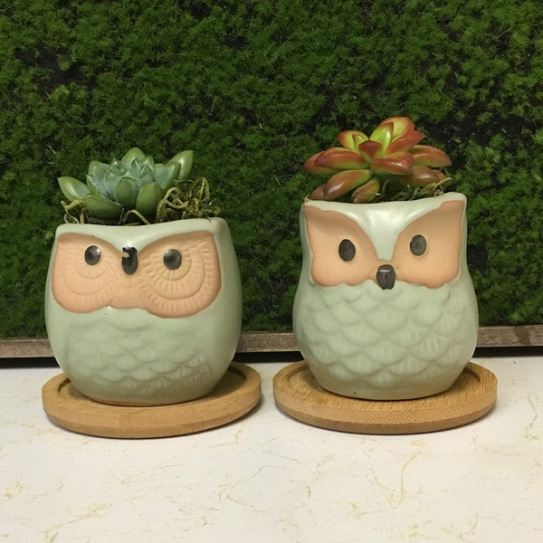 Mini Owl Succulent Planter With Live Succulent - Green