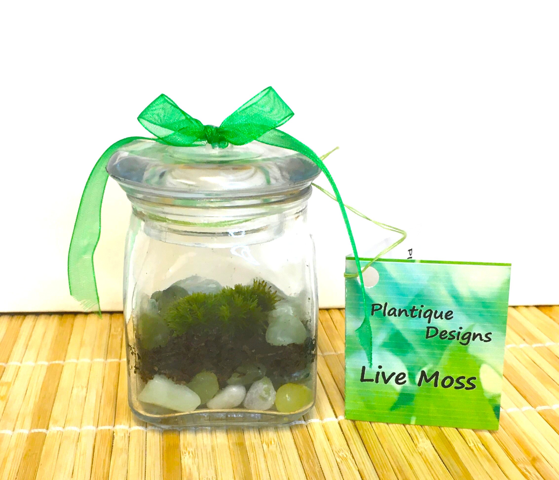 Mini Tranquility Terrarium With Live Cushion Moss & Jade Etsy