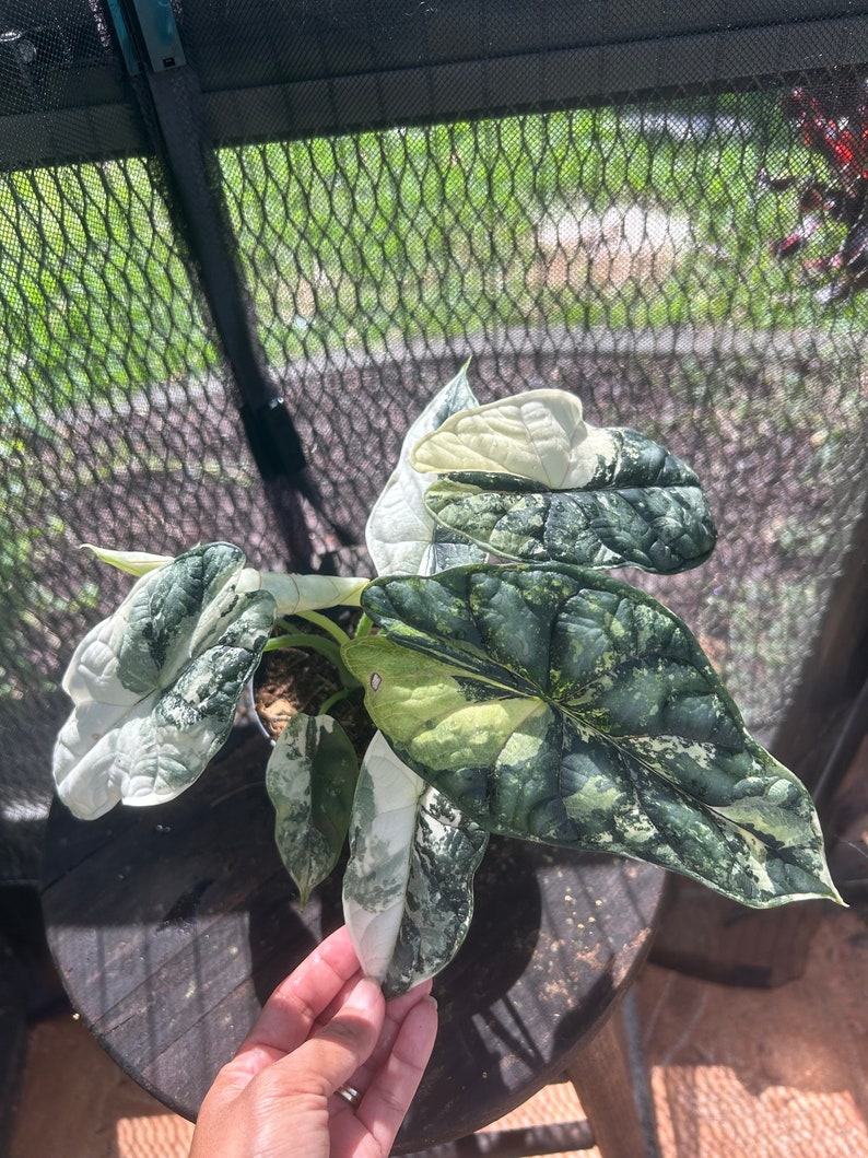 Alocasia Dragon Scale Variegated Large Etsy