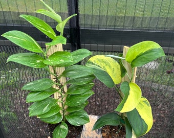 Scindapsus jade satin aurea and splash variegated combo