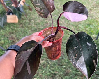 Red Anderson philodendron