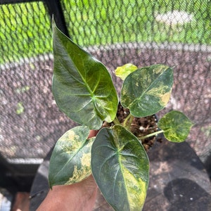 Variegated wentii alocasia