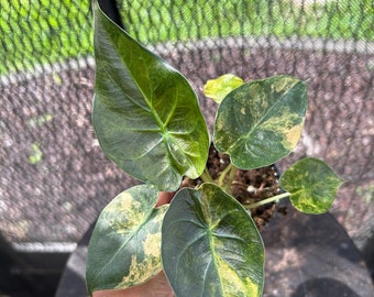 Variegated wentii alocasia