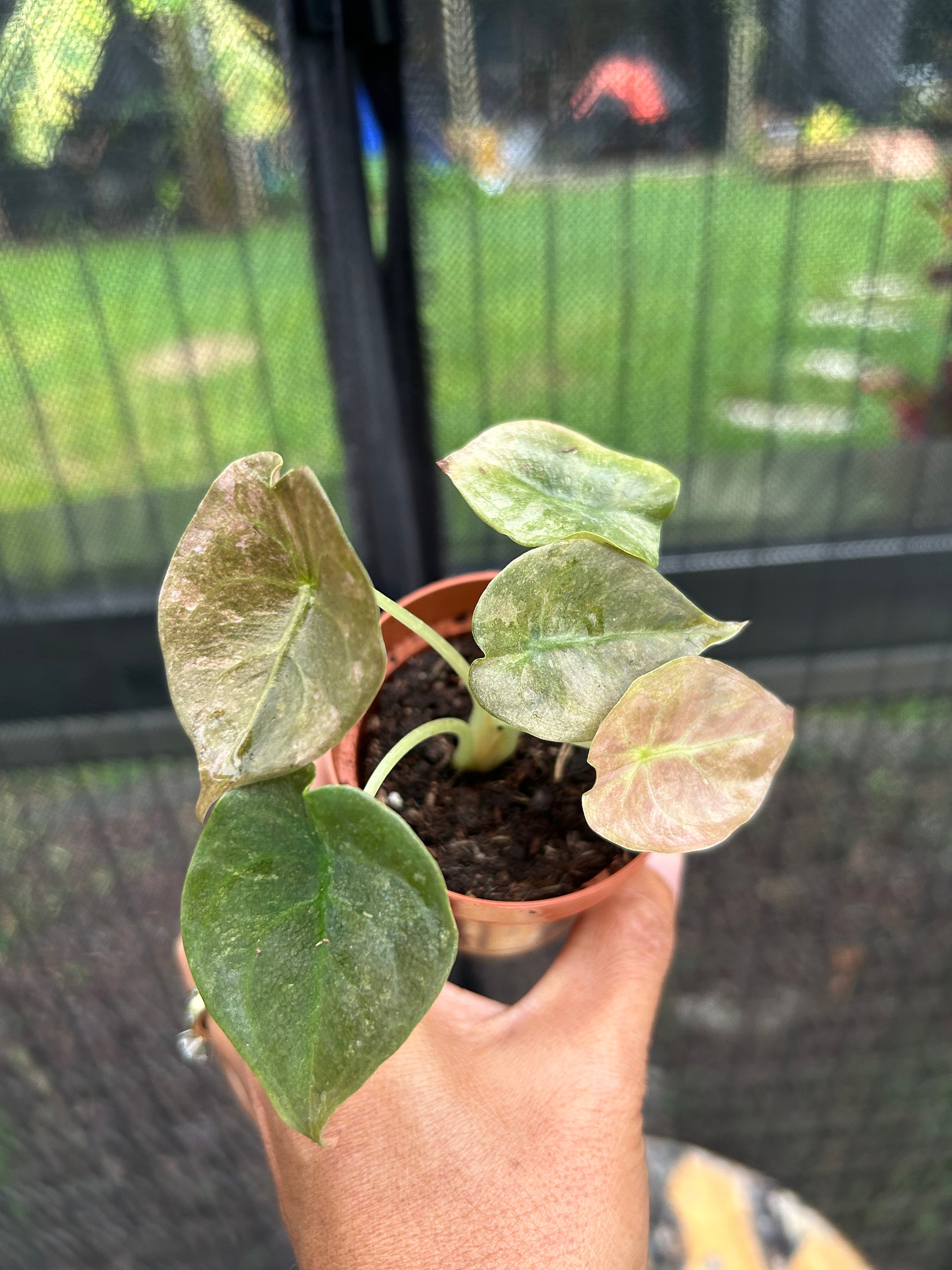 FAB ポリー・クランカ/Polly Cranka SEA MCF英語版 FAB ポリー・クランカ/Polly Cranka SEA CF英語版 EN】High Seas