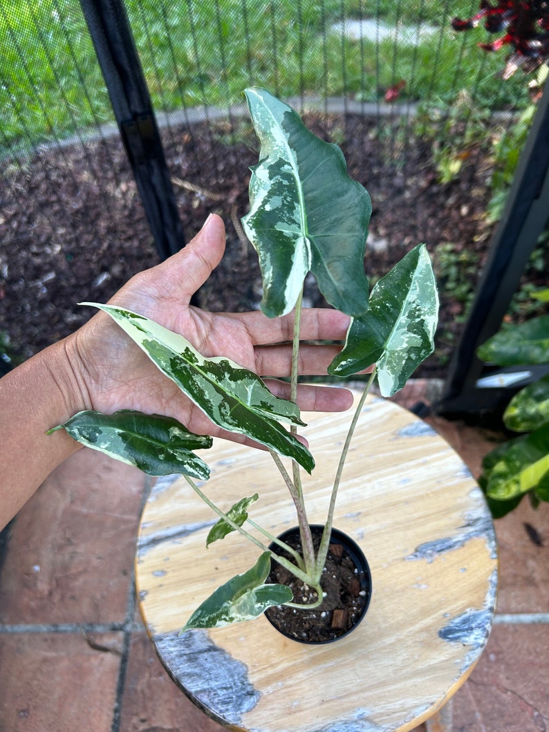 Alocasia Sarian Variegated - Etsy