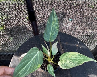 Variegated Gloriousum tc