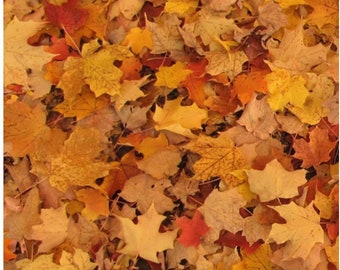 Plant fabric by half yard, fall leaves cotton, leaf quilting cotton, nature quilting fabric, fall sewing fabric, orange leaves fabric