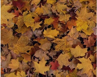 Plant fabric by half yard, fall leaves cotton, leaf quilting cotton, nature quilting fabric, fall sewing fabric, brown leaves fabric