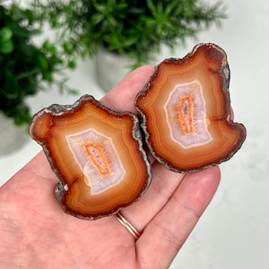 May include: Two polished agate slices featuring concentric bands of deep burnt orange, rust, and translucent white. The centers of these stones reveal a vibrant, crystalline orange core with a jagged, textured appearance and dark, rough edges.