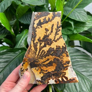 Caliza dendrítica de gran tamaño de forma libre