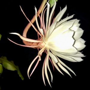 Queen of the Night plant