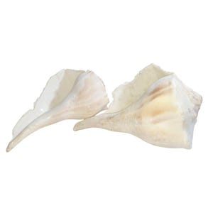 May include: Two conch shells with a creamy white and tan color. The shells have a spiral shape and a smooth, glossy texture. The shells are a natural, organic shape and are ideal for coastal decor.
