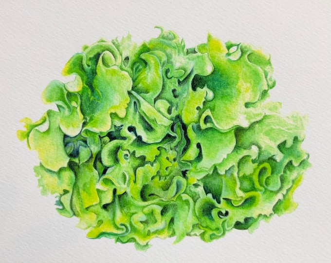 GICLEE PRINT Colored pencil drawing of Lettuce