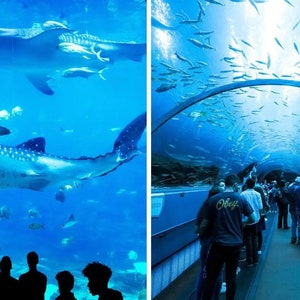 Georgia Aquarium Ticket ein Eintritt