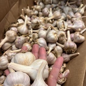 1lb of German White Hardneck garlic-small to medium size- Free shipping plus free samples of other garlic