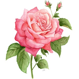 K&ouml;nnte beinhalten: Eine einzelne rosa Rose mit gr&uuml;nen Bl&auml;ttern und Knospen. Die Rose ist in voller Bl&uuml;te und hat ein zartes, aquarellartiges Aussehen.