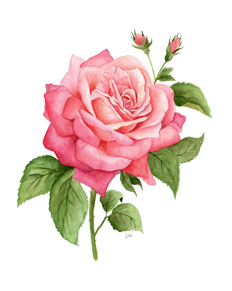 K&ouml;nnte beinhalten: Eine einzelne rosa Rose mit gr&uuml;nen Bl&auml;ttern und Knospen. Die Rose ist in voller Bl&uuml;te und hat ein zartes, aquarellartiges Aussehen.