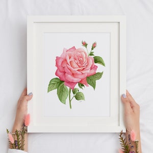 K&ouml;nnte beinhalten: Ein gerahmtes Aquarellbild einer rosa Rose mit gr&uuml;nen Bl&auml;ttern und Knospen. Das Bild ist auf wei&szlig;em Hintergrund und hat einen wei&szlig;en Rahmen.