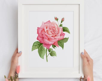 Watercolor Pink Rose Art Print: Botanical Wall Decor