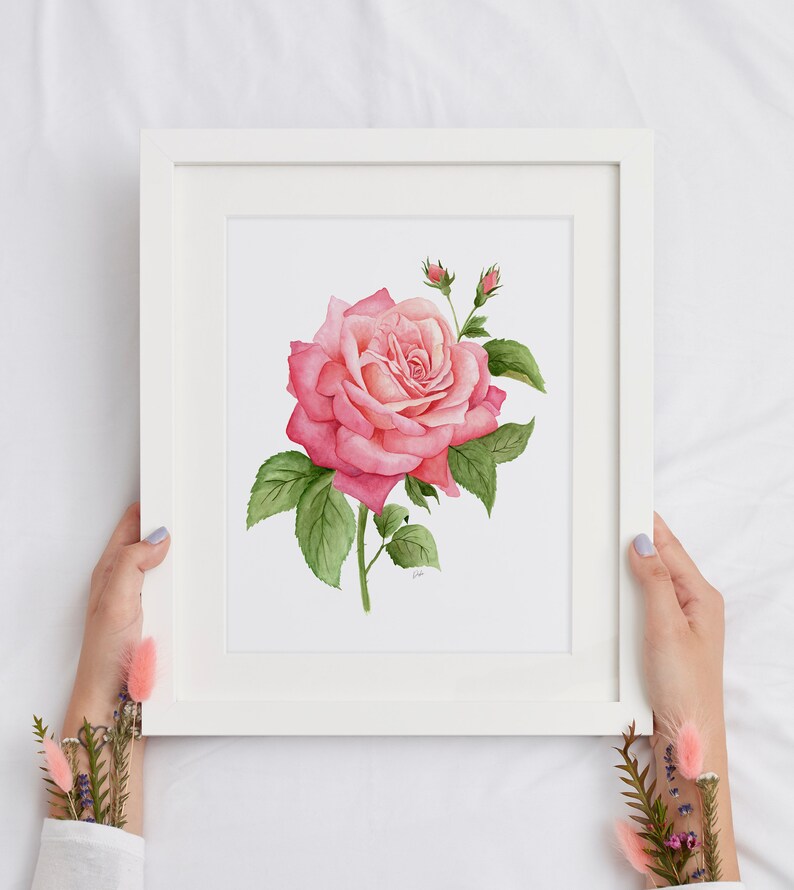 K&ouml;nnte beinhalten: Ein gerahmtes Aquarellbild einer rosa Rose mit gr&uuml;nen Bl&auml;ttern und Knospen. Das Bild ist auf wei&szlig;em Hintergrund und hat einen wei&szlig;en Rahmen.