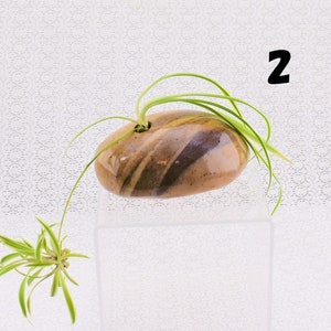 River rock inspired Bud vase Air Plants planter Japanese Nerikomi/Mokume/Agate ware image 7