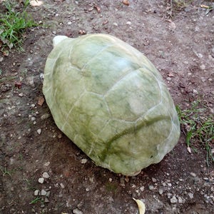 Ming green marble turtle