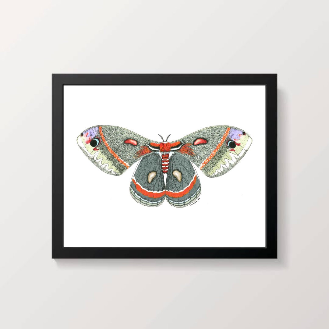 Cecropia Moth Marker and Ink Drawing Print 5x7 & 8x10 - Etsy