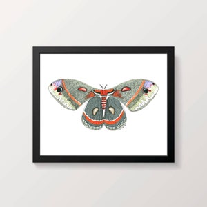 Cecropia Moth Marker and Ink Drawing Print 5x7 & 8x10