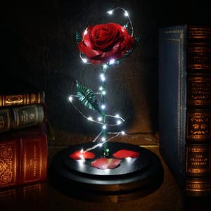 Op de afbeelding: Een rode roos met groene bladeren en een reeks witte lichtjes, ingesloten in een glazen stolp. De roos staat op een zwarte basis met gevallen bloemblaadjes. Antieke boeken op de achtergrond.