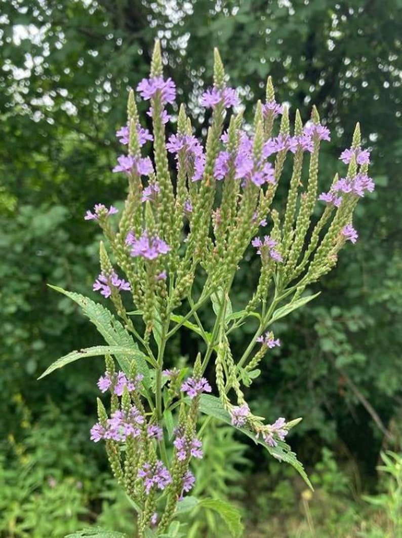 Seeds Blue Vervain