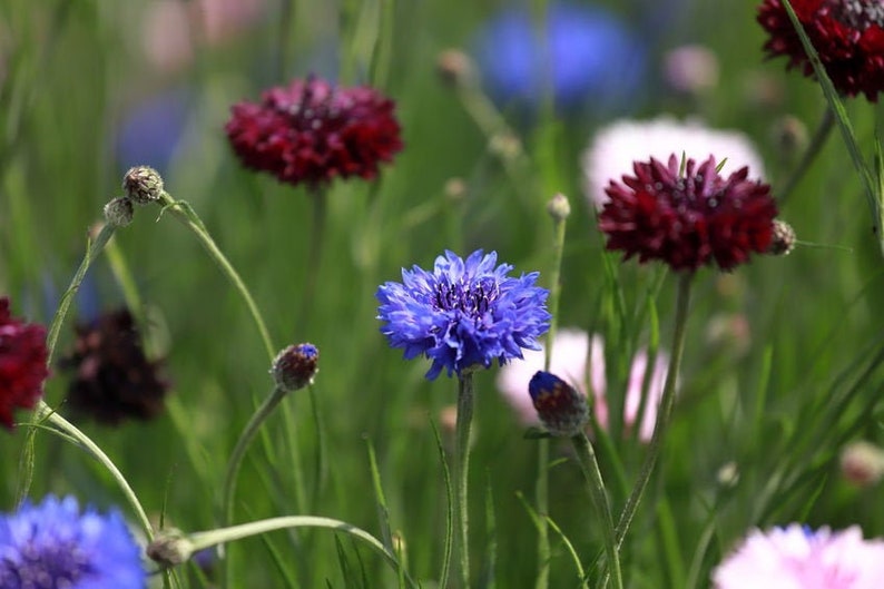 Polka Dot Bachelor Button Mixed Colors Seeds