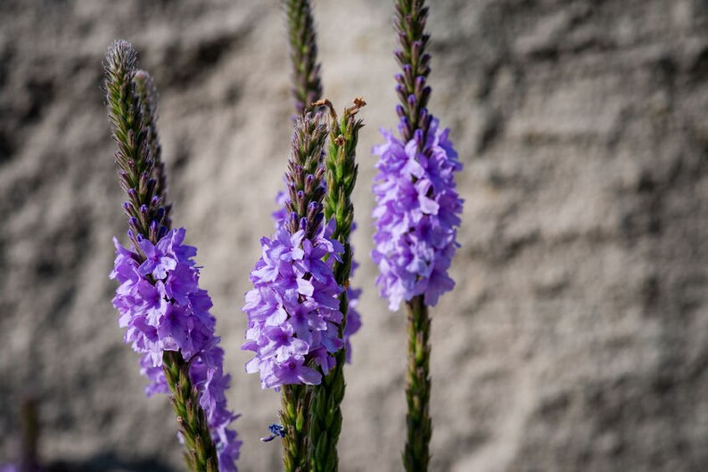 Seeds Blue Vervain