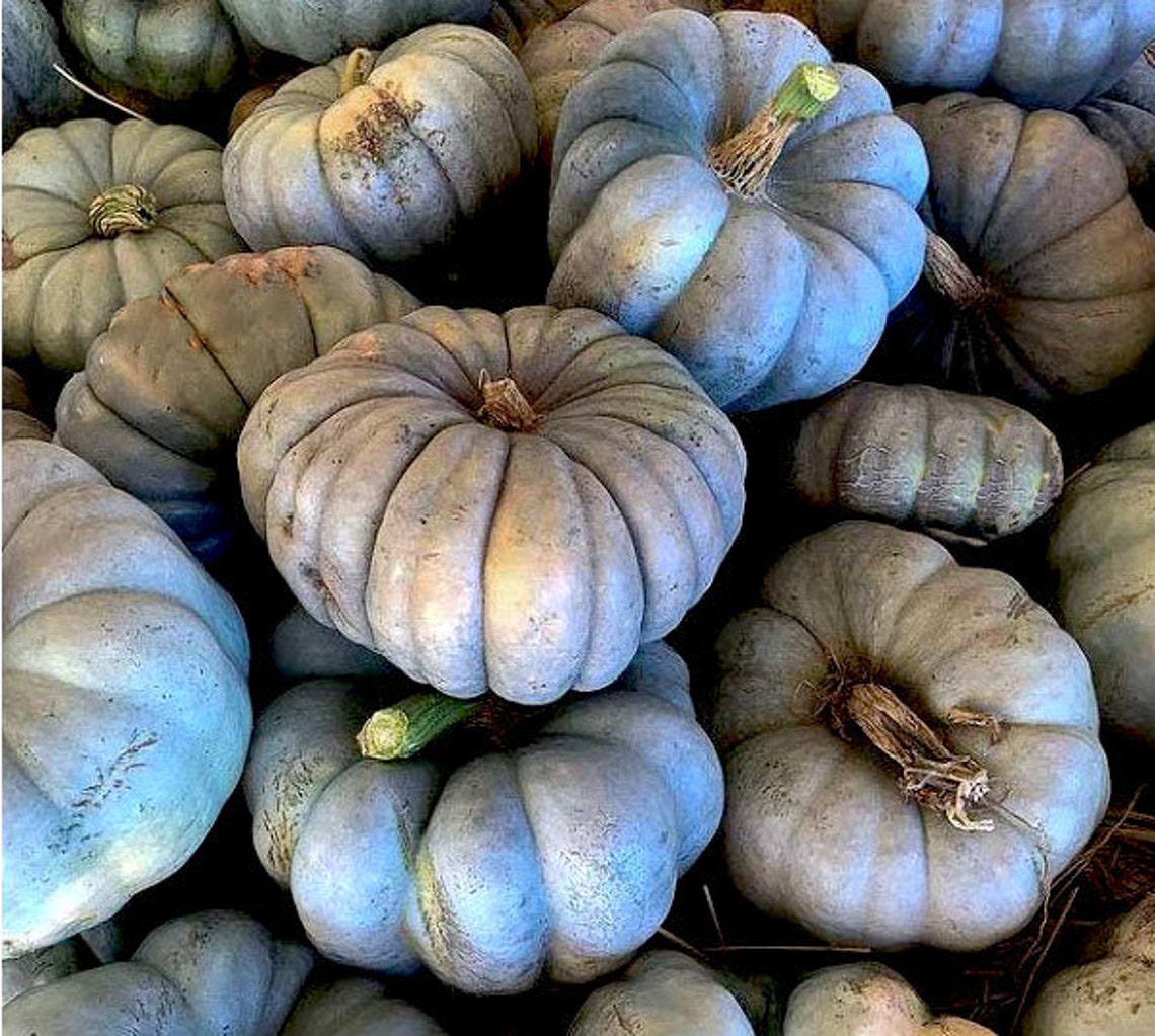 Seeds Organic Jarrahdale Pumpkin Blue Pumpkin NonGMO Etsy