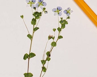 Dried creeping Speedwell