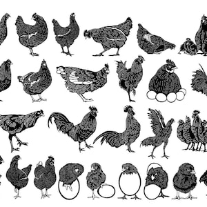 Poulets et coq - Fichiers DXF et SVG, prêts pour les machines cnc, la découpe laser et la découpe plasma