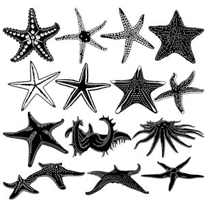 Starfish SVG DXF Cut Files: CNC Laser Plasma Cutting