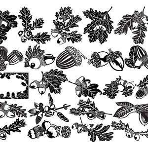 May include: Black and white illustrations of acorns and oak leaves. The acorns are in various stages of development, from small and closed to large and open. The leaves are in various shapes and sizes, with some having a more rounded shape and others having a more pointed shape.