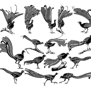 Op de afbeelding: Zwart-witte silhouet-illustraties van vogels met uitgebreide staartveren. De vogels staan in verschillende poses, sommige met hun staarten gespreid, andere met hun staarten gesloten. De illustraties zijn eenvoudig en elegant en zouden perfect zijn voor een verscheidenheid aan projecten.