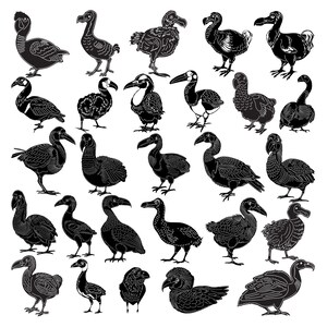 May include: A collection of 30 black and white silhouette illustrations of dodo birds in various poses. The dodo birds are depicted in a circular arrangement, with some facing forward, some facing sideways, and some facing backward.
