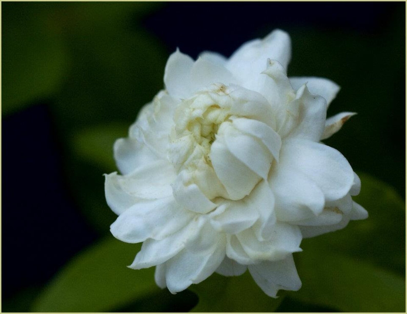 Jasmine sambac Grand Duke Supreme Etsy